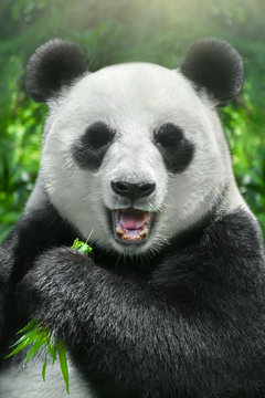 The panda is eating bamboo, close-up