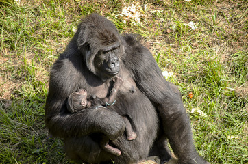 gorilla mother with her baby gorilla on her arm