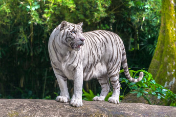 Naklejka premium Beautiful white tiger albino with blue eyes standing on a rock