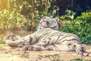 White tiger resting on the sand