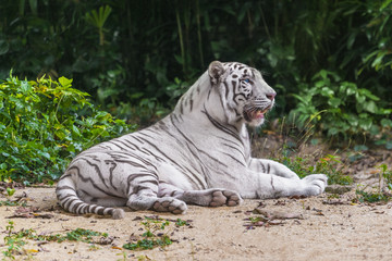 White tiger resting on the sand