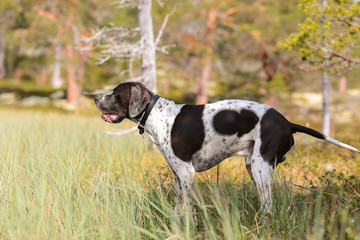 Dog english pointer hunting at the swamp 