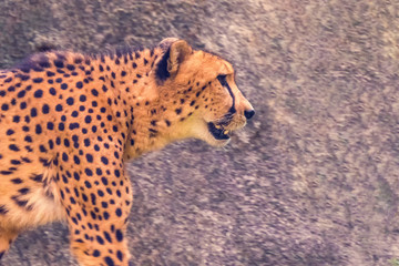 Adult cheetah, close-up