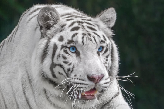 White Bengal Tiger with blue eyes close-up portrait