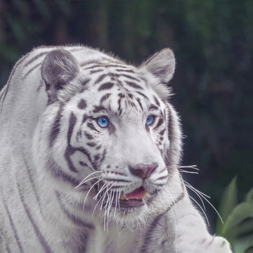 White tiger with blue eyes close-up portrait
