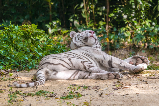 White tiger albino lying on the sand