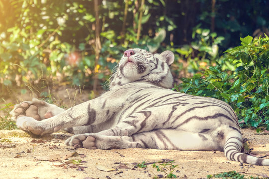 White tiger resting on the sand