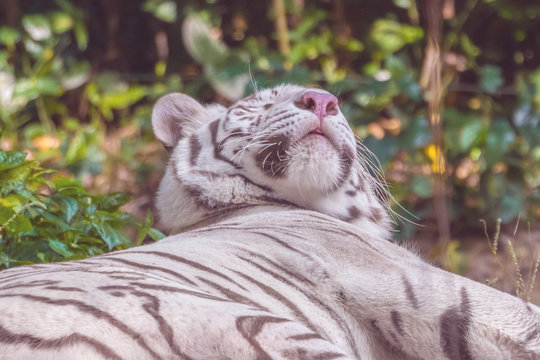 resting white tiger, close-up