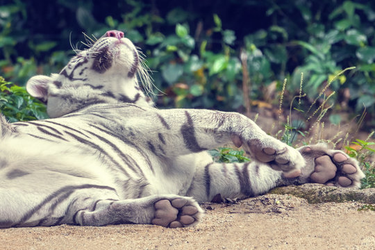White tiger relaxing on the sand