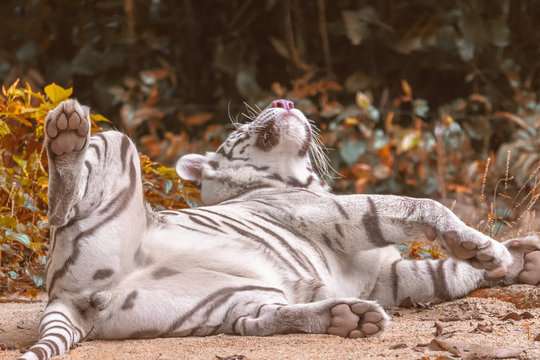 A white tiger is lying on the sand