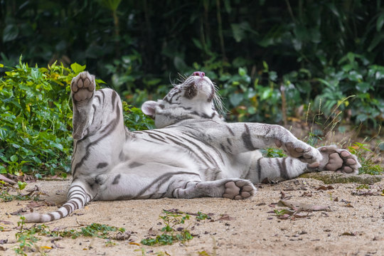 White tiger is lying on the sand