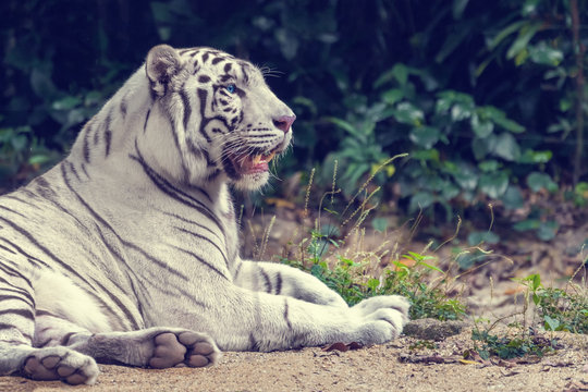 White tiger lying on the sand