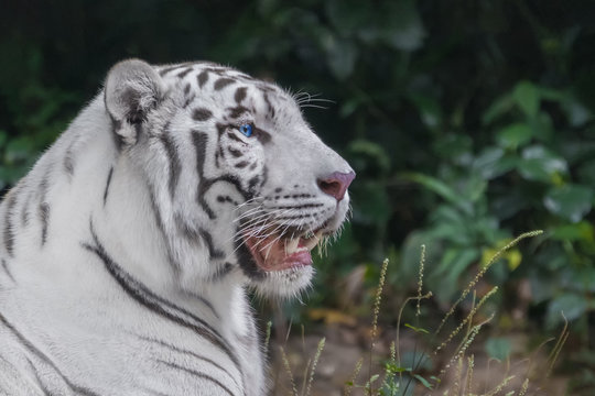 White Bengal Tiger with blue eyes close-up portrait