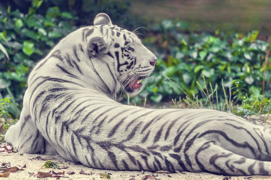 White tiger lying on the sand