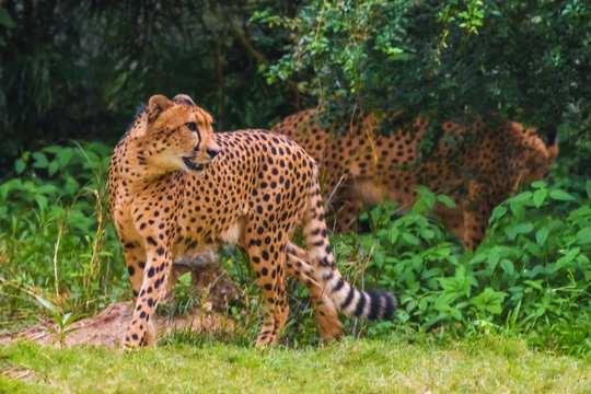Two adult cheetahs in nature
