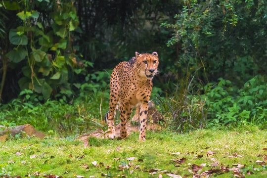Cheetah walking through the woods