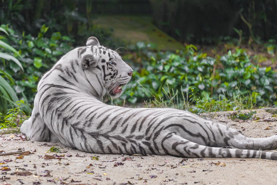 An adult white tiger lies on the sand