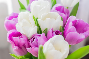 white and purple blooming tulips. floral background