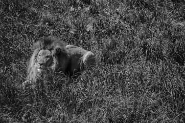male lion lying on the grass in black and white