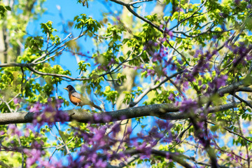 The little bird which name is American Robin (Turdus migratorius) on the spring flowering tree
