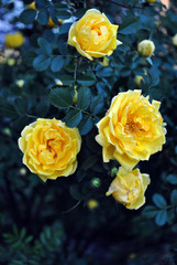 Yellow rose flowers and buds blooming on bush, dark green leaves background