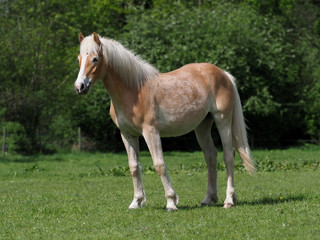 Obraz na płótnie Canvas Young Horse in Paddock
