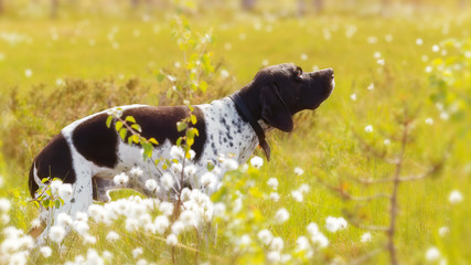 Dog english pointer enjoying summer at the swamp covered with cotton grass 