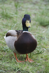 The duck looks into the camera and poses.