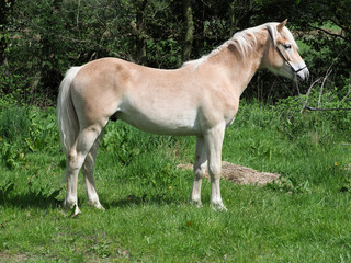 Obraz na płótnie Canvas Young Horse in Paddock