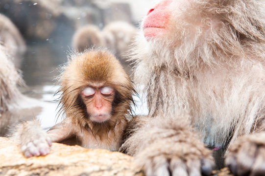 Macaque with infant in water, Jigokudani Monkey Park