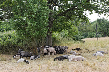 Fototapeta premium herd of sheep in the nature reserve Schwanheimer dune in Frankfurt am Main, Hesse, Germany