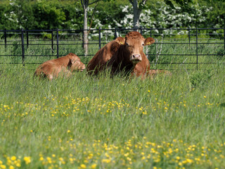 Cow and Calf