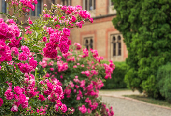 Fototapeta na wymiar Blooming roses and alleys in an old English park