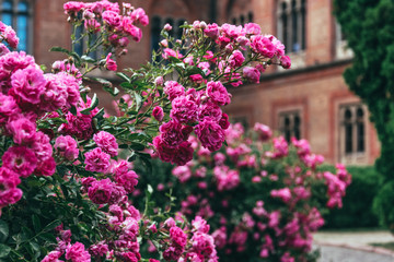 Blooming roses in an old English park