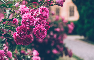 Blossoming bush of a rose. Summer English Garden