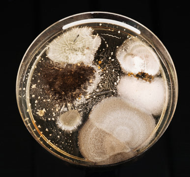  growth of microorganisms in a Petri dish, Bacteria, yeast and mold growing on an agar plate.