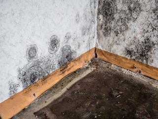 Schwarzschimmel an der Wand in der Wohnung