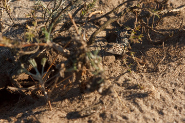 little gray lizard on the sand in the desert