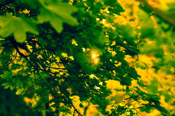 Sun beams and green leaves