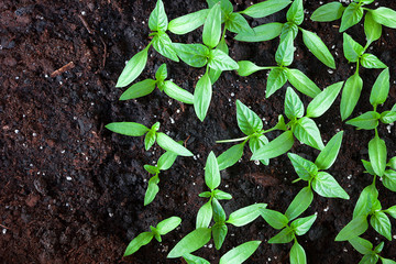 Young green seedlings plants growing in compost trays the view from the top