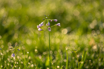 Wild flower in grass