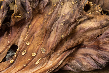 Detail of dried Red Cabbage leaf