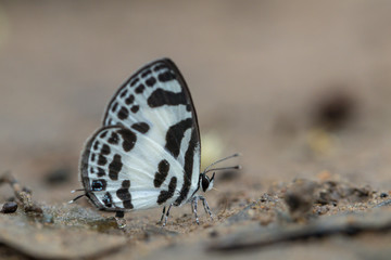 Fototapeta na wymiar Common Pierrot a beautiful butterfly in the nature background in Thailand.