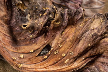 Detail of dried Red Cabbage leaf