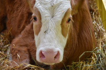 Calf