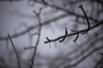 Frozen Branch on a Tree creating an icicle in Winter