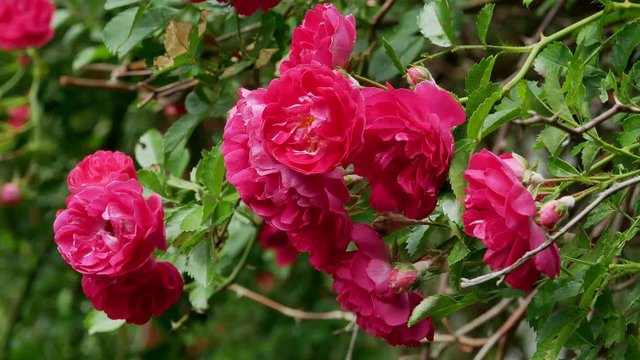 Red polyantha rose bush 4k