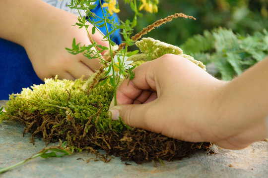 Crop view of child hands playing with green moss and wild flowers. Concepts - grow healthy with nature contact, develop fantasy