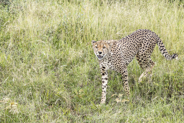 Serengeti Wildlife