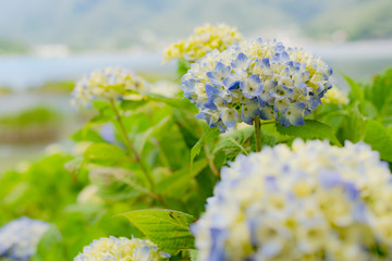 紫陽花